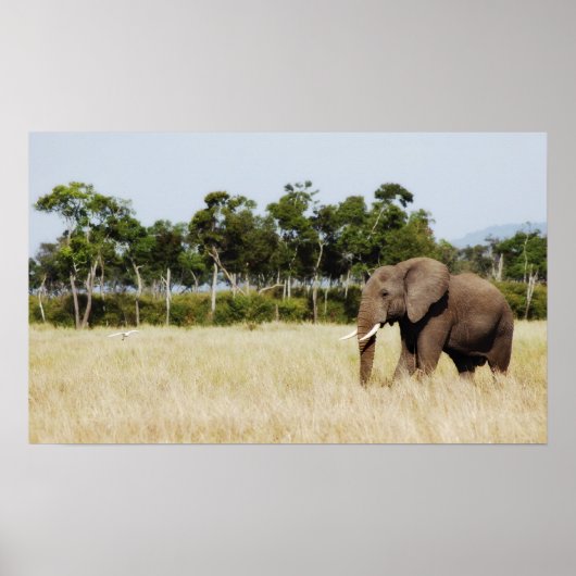 afrikanische Elephant-Plakatwand hängt Poster (Vorne)