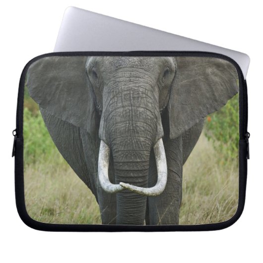 Afrikanische Elephantna loxodonta, Masai Mara Game Laptopschutzhülle (Vorderseite)