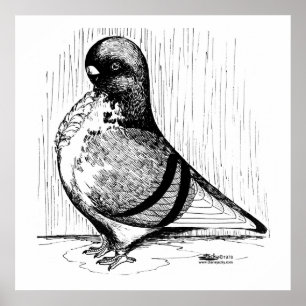 Afrikanische Eule-Taube 1978 Poster