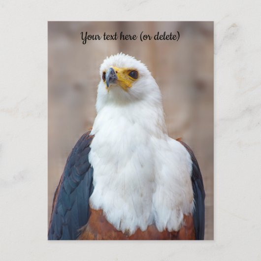 Afrikanische Fischadler Postcard Postkarte (Vorderseite)