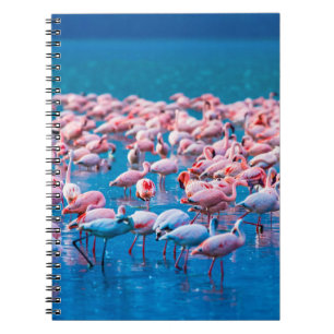 afrikanische Flamingos. Gruppe von Flamingos stehe Notizblock