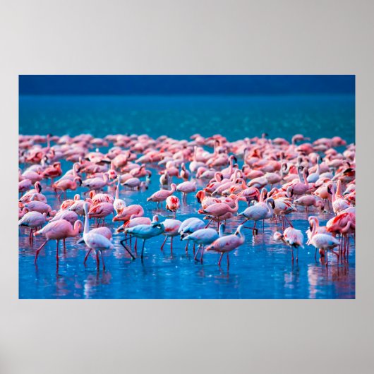 afrikanische Flamingos. Gruppe von Flamingos stehe Poster (Vorne)