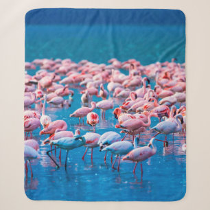 afrikanische Flamingos. Gruppe von Flamingos stehe Sherpadecke