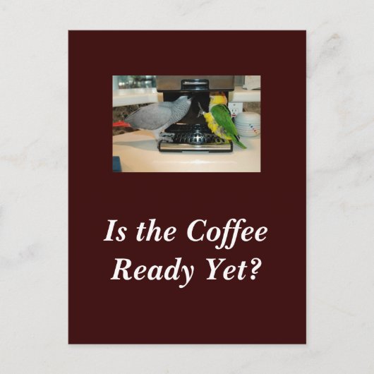 Afrikanische Freunde des grauen und kaiken Kaffees Postkarte (Vorderseite)