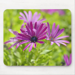 Afrikanische Gänseblümchen-Blumen-Mauspad Mousepad
