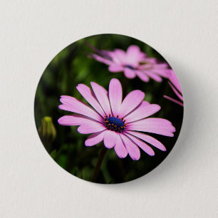 Afrikanische Gänseblümchen-Blumenfotografie Button