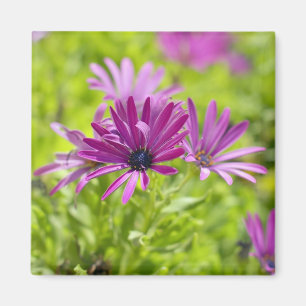 Afrikanische Gänseblümchen-Blumenmagnet Magnet