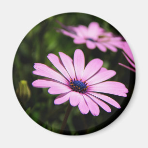 Afrikanische Gänseblume Magnet