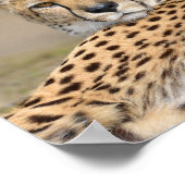 Afrikanische Geparden (Acinonyx jubatus) Poster (Ecke)