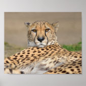Afrikanische Geparden (Acinonyx jubatus) Poster (Vorne)