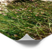 Afrikanische Geparden auf Gras Poster (Ecke)