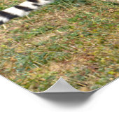 Afrikanische Geparden auf Gras Poster (Ecke)