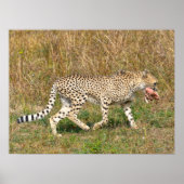 Afrikanische Geparden auf Gras Poster (Vorne)