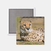 Afrikanische Geparden Magnet (Vorderseite/Rückseite)