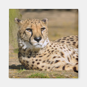 Afrikanische Geparden Magnet