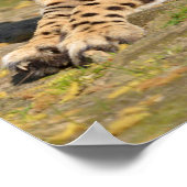 Afrikanische Geparden Poster (Ecke)