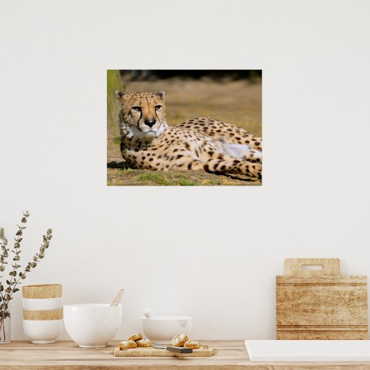 Afrikanische Geparden Poster (Küche)