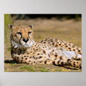 Afrikanische Geparden Poster (Vorne)