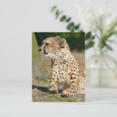 Afrikanische Geparden Postkarte (Stehend Vorderseite)