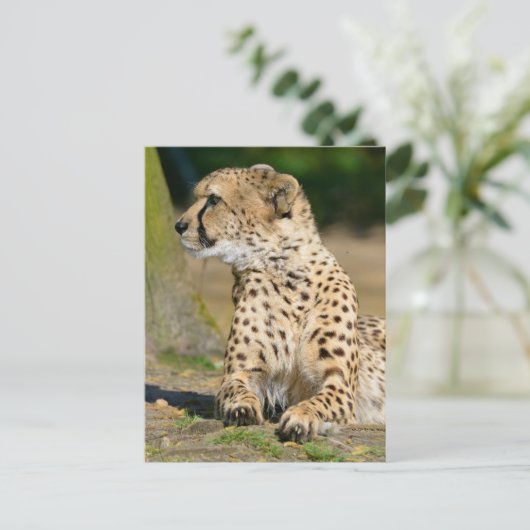 Afrikanische Geparden Postkarte (Stehend Vorderseite)