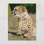 Afrikanische Geparden Postkarte (Vorderseite)