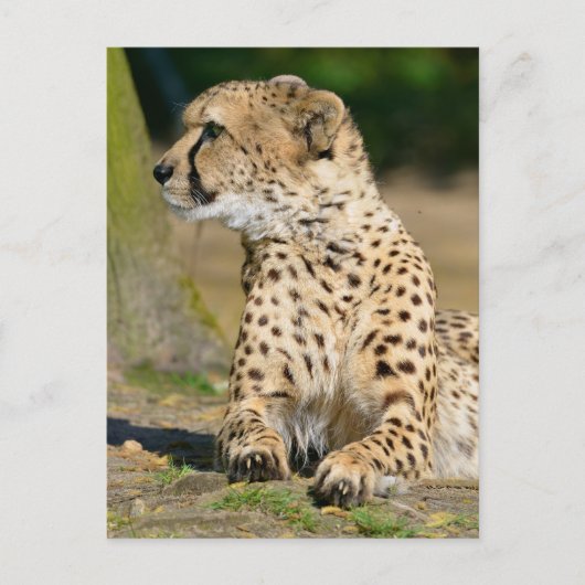 Afrikanische Geparden Postkarte (Vorderseite)