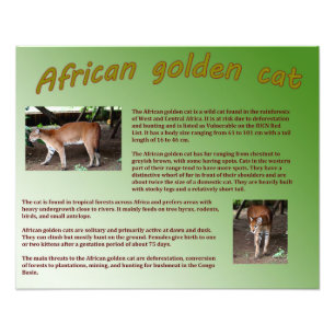 Afrikanische Goldene Katze Fotodruck
