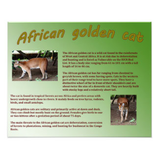 Afrikanische Goldene Katze Fotodruck