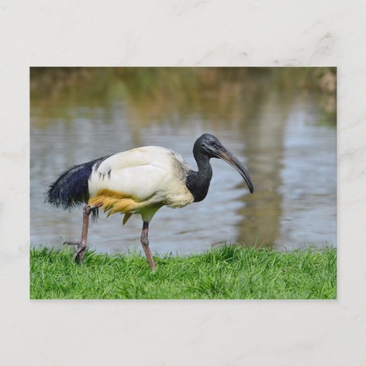 Afrikanische heilige Ibis auf Gras Postkarte (Vorderseite)