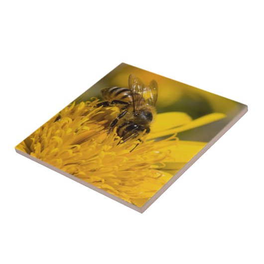 Afrikanische Honigbiene mit Pollensäcken Fütternd Fliese (Seite)