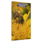 Afrikanische Honigbiene mit Pollensäcken Fütternd Klemmbrett (Rechts)