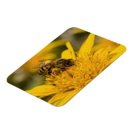 Afrikanische Honigbiene mit Pollensäcken Fütternd Magnet (Linke Seite)