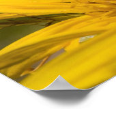 Afrikanische Honigbiene mit Pollensäcken Fütternd Poster (Ecke)