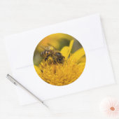 Afrikanische Honigbiene mit Pollensäcken Fütternd Runder Aufkleber (Umschlag)