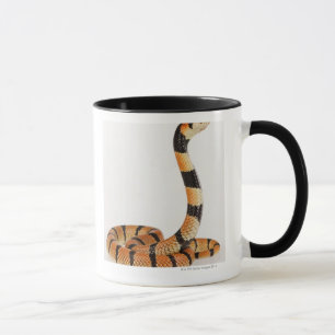 Afrikanische korallenrote Schlange (Aspidelaps Tasse