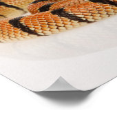 Afrikanische Korallenschlange (Aspidelaps-Schmieru Poster (Ecke)