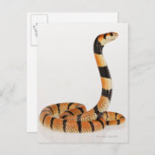 Afrikanische Korallenschlange (Aspidelaps-Schmieru Postkarte (Vorne/Hinten)