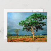 Afrikanische Landschaft Krüger Nationalpark Postkarte (Vorne/Hinten)