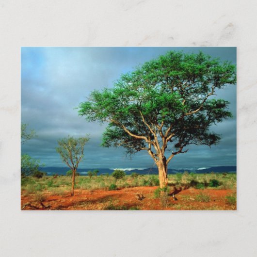 Afrikanische Landschaft Krüger Nationalpark Postkarte (Vorderseite)