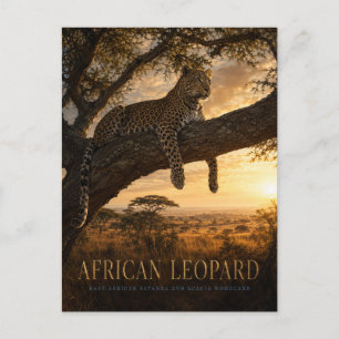 Afrikanische Leopard-Akazien-Savanne-TIERE Postkarte