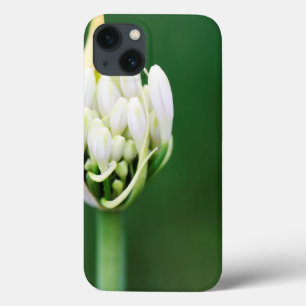 Afrikanische Lilie, Agapanthus Praecox, Kapstadt Case-Mate iPhone Hülle