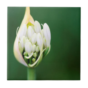 Afrikanische Lilie, Agapanthus Praecox, Kapstadt Fliese