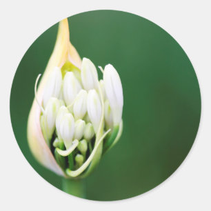 Afrikanische Lilie, Agapanthus Praecox, Kapstadt Runder Aufkleber