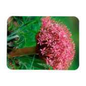 Afrikanische Lilie (Agapanthus Praecox), Mala Mala Magnet (Horizontal)