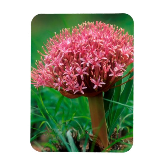 Afrikanische Lilie (Agapanthus Praecox), Mala Mala Magnet (Vertikal)