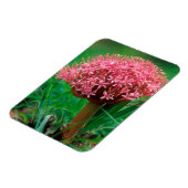 Afrikanische Lilie (Agapanthus Praecox), Mala Mala Magnet (Linke Seite)