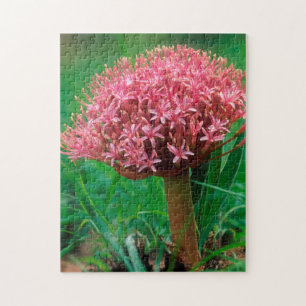 Afrikanische Lilie (Agapanthus Praecox), Mala Mala Puzzle