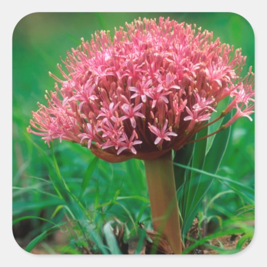 Afrikanische Lilie (Agapanthus Praecox), Mala Mala Quadratischer Aufkleber (Vorderseite)