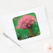 Afrikanische Lilie (Agapanthus Praecox), Mala Mala Quadratischer Aufkleber (Umschlag)