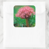 Afrikanische Lilie (Agapanthus Praecox), Mala Mala Quadratischer Aufkleber (Tasche)